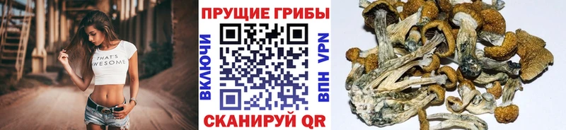 дарнет шоп Заозёрный Галлюциногенные грибы прущие грибы